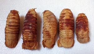 Marine life  -  Bathynomus doederleinii   - 90-118 mm ( 5 pcs ) . - Picture 1 of 2