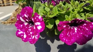 Petunien * Nr.1 * Petunia * 50 Blumensamen * handverlesen - Bild 1 von 2