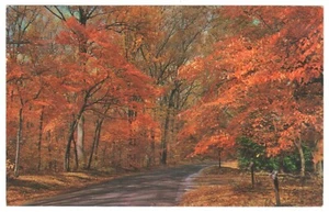 Vintage Mohawk Trail Massachusetts Autumn Leaves Postcard Posted 1963 - Picture 1 of 2