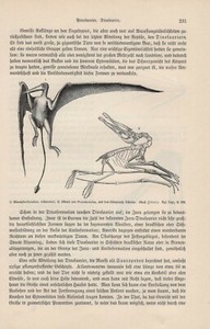 Skeleton of Pterodactylus Rhamphorhynchus flying dinosaur wood stitch from 1895 