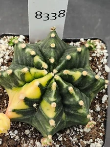 Gymnocalycium Mihanovichii Variegated Large Green Cactus With Pups #8338 - Picture 1 of 3