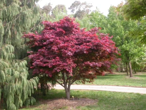 20 + ( Bloodgood ) Atropurpureum Japanese Maple tree seeds - Picture 1 of 2