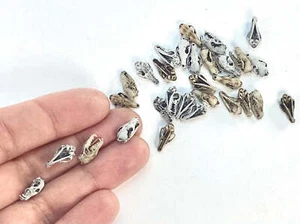 Calaveras de zorro miniatura (zorro rojo) escala 1:24 casa de muñecas diorama réplica realista - Imagen 1 de 7