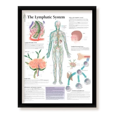The Lymphatic System Framed Medical Education Poster, 22x28 Wall Diagram Foto 1 de 4