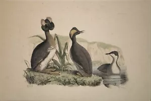 Grebe Bird print_ original- hand colored etching-John Prideaux Selby-early 1800s - Picture 1 of 7