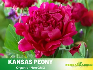 10+Seeds| Kansas Peony Perennial Seeds #B038 - Picture 1 of 7