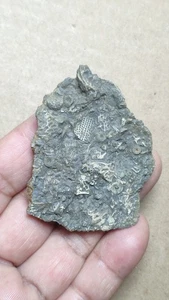 26g Briozoo Organismos Marinos Espécimen de tallo crinoide del Período Cámbrico - Imagen 1 de 10