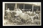 Rppc 1910S Bull Cart Loaded With Pineapples Oxen Processing Plant Market Rum? Pr