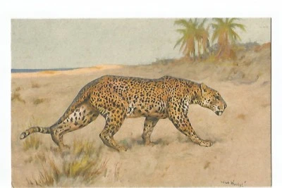 ILLUSTRATION , FELIN , PANTHERE - Photo 1/2