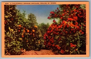 Postcard c1940s A California Orange Orchard Fenced by Roses Unused Linen - Bild 1 von 2