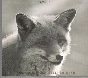 Uppsala Stadshotell Brinner by Ravjunk (2 CDs, 2007) Swedish 70s Punk Band/Bonus - Imagen 1 de 1