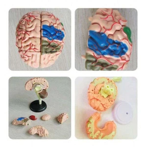Zerlegt Anatomisches menschliches Gehirn Medizinisches Modell Anatomie Werkzeug - Bild 1 von 3