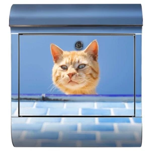 Briefkasten Katze Cat Kitten Kitty Miez Neugierig Stubentiger cute niedlich - Bild 1 von 9