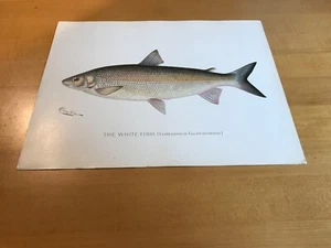 Denton Print - The White Fish - Picture 1 of 5
