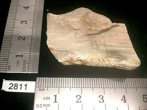 Bois fossile pierre brute mineraux collection pétrifié reiki esoterisme brut - Picture 1 of 2