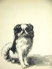Cleanthe Cute Japanese Spaniel 1933 Dog Art Print Matted