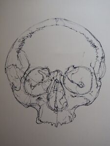 Original pen & ink continuous-line drawing on thin ivory paper of a human Skull