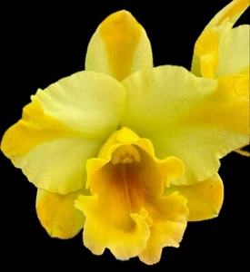 Blc Nell Hammer Orchid plant Blooming 4” FRAGRANT - Picture 1 of 5