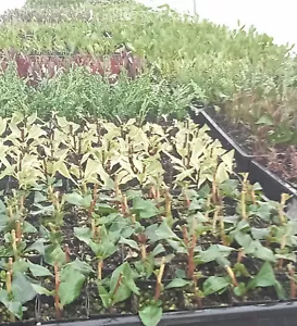 PLANTS ASSORTED TUBE STOCK (Fruit, Herb, Ornamental, indoor, Colour) + FREEBIE - Picture 1 of 249
