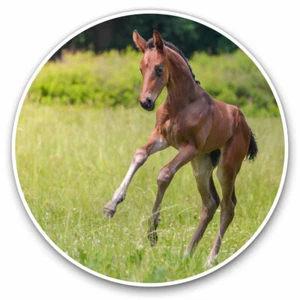 2 x Vinyl Aufkleber 30 cm - süßes verspieltes Fohlen Pferd Pony cooles Geschenk #3282 - Bild 1 von 9