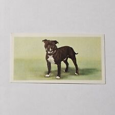 STAFFORDSHIRE BULL TERRIER DOG BREED 1957 PRIORY TEA CARD 8A9 DOGS COLLECTIBLE 