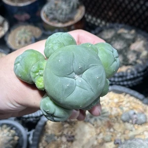 Ariocarpus Cactus - Picture 1 of 7