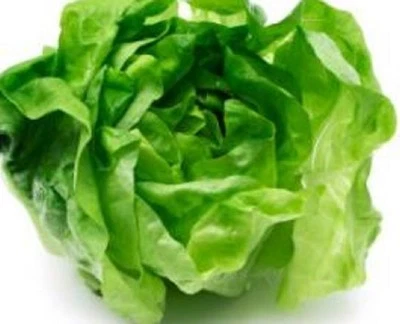 LETTUCE BUTTERHEAD Lactuca sativa crisp salad plants – 6-cell seedling punnet - image 1 of 3