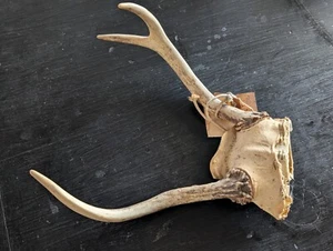 White Tail Deer Antlers Skull Cap - Picture 1 of 3
