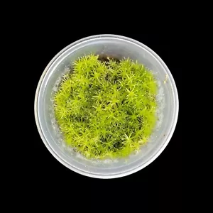 Weißmoos lebend Moos Terrarienpflanzen tropen Terrarium Bodendecker Terraienmoos - Bild 1 von 5