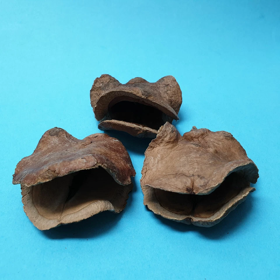 SCHMITT AQUARISTIK Boca de rana vaina // cueva escondite camarones acuario decoración cachorro