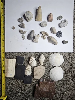 Rare Quality Unknown Fossils With Unique Preservation. Shells And Shell Fossils  - Image 1 of 4