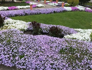 8 Deer Proof Perennial Plants Creeping Phlox Lavender Ground Cover - Picture 1 of 5