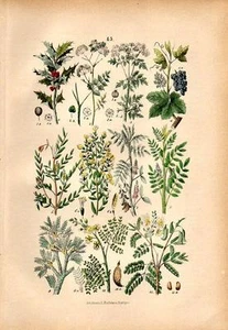 1866 REBAU HC LITHO ilex, hemlock, liquorice, indigo, vine, mastic, aloe, ... - Picture 1 of 2