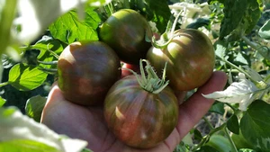 10 graines de tomate Moonlight Mile très jolie élégant délicieux seeds méth.bio - Imagen 1 de 12