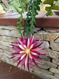 001135A Aechmea Mexicana 5 Samen Cactus Seeds Kaktus Sukkulenten - Bild 1 von 1