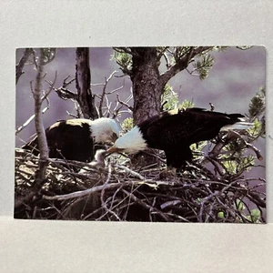 Postcard American Bald Eagle In Nest Feeding Baby - Picture 1 of 2