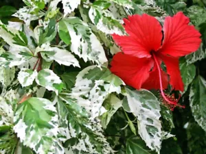 Hibiscus rosa-sinensis 'Snow Flake' x 1 plant. - Picture 1 of 5