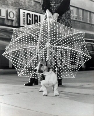 Foto vintage Regno Unito, Ombrello da cane, 1971, stampa 20x25 cm - Immagine 1 di 3