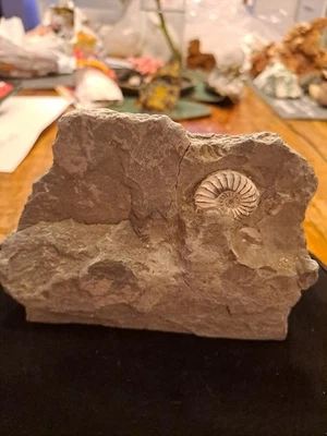 Schieferplatte mit Ammonit Ca. Ø3 cm Fossil • 13×9,5×4 cm • 512 g • Sammlerstück - Bild 1 von 4