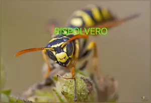 Fotografia Photo 15x20 Macro Vespa Himenoptera HD Alta Definizione - Bild 1 von 1