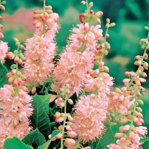 30 LADY PINK WATER SWEET PEPPERBUSH SEEDS - Clethra alnifolia ' Lady Pink ' - Picture 1 of 4