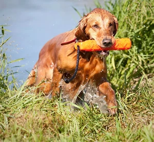AVERY SPORTING DOG 10 POLLICI HEXA BUMPER CANE ADDESTRAMENTO LANCIO MANICHINO ARANCIONE NUOVO!!! - Foto 1 di 5