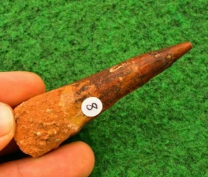 Spinosaurus Dinosaur Tooth/Teeth Bone Real Fossil Large Grade A UK BUY 7cm #8B2 - Picture 1 of 12