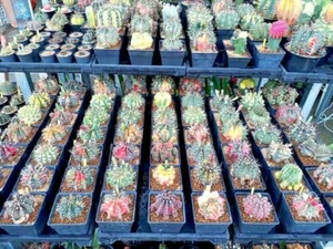 Mix Gymnocalycium Cacti Cactus succulant 100 seeds + PHYTO CERTIFICATE  - Picture 1 of 5