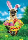 Pug Easter Bunny Card ~ Avanti ~ Why Should Bunnies Have All The Fun?