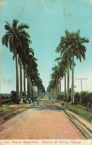 CU Habana Cuba-Avenue of Royal Palms-Vintage 1908 UDB Rotograph Postcard (F7) - Picture 1 of 4