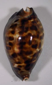 cypraea Erronea caurica mayottensis - TOP CALLOUS - Picture 1 of 4