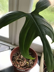 Philodendron Florida Beauty Green (PFBG2) Healthy large leafed plant. - Picture 1 of 3