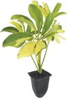 Trinette Variegated Schefflera | Live Plants | Arboricola | Indoor or Outdoor