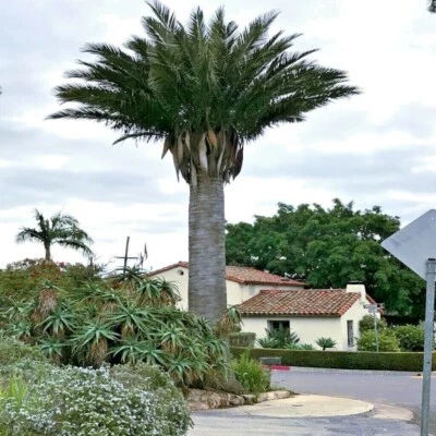 Chilean Wine Palm Tree Seeds (Jubaea chilensis) Largest Palm in World, Hardy-8 - Image 1 of 4